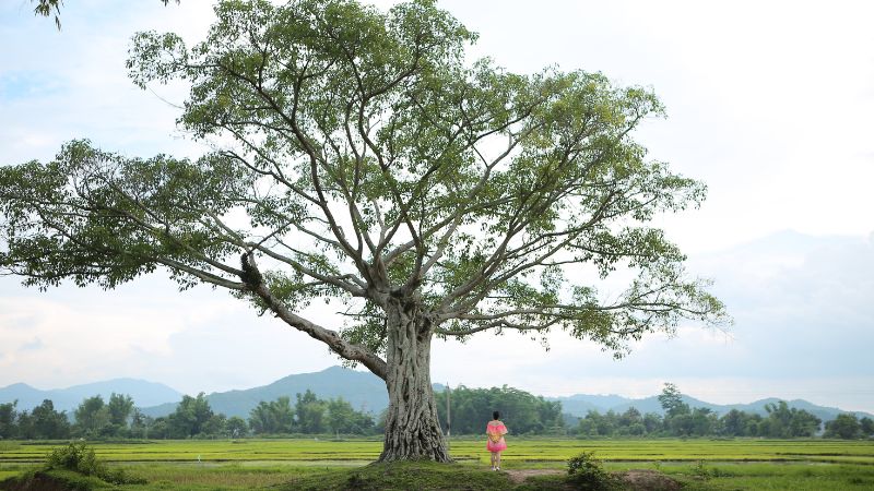 5 địa điểm du lịch Lắk (Đắk Lắk) cho chuyến đi hoàn hảo